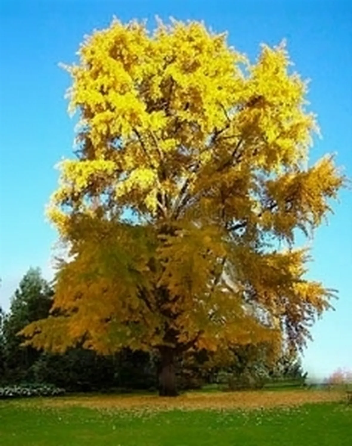 ginkgo biloba