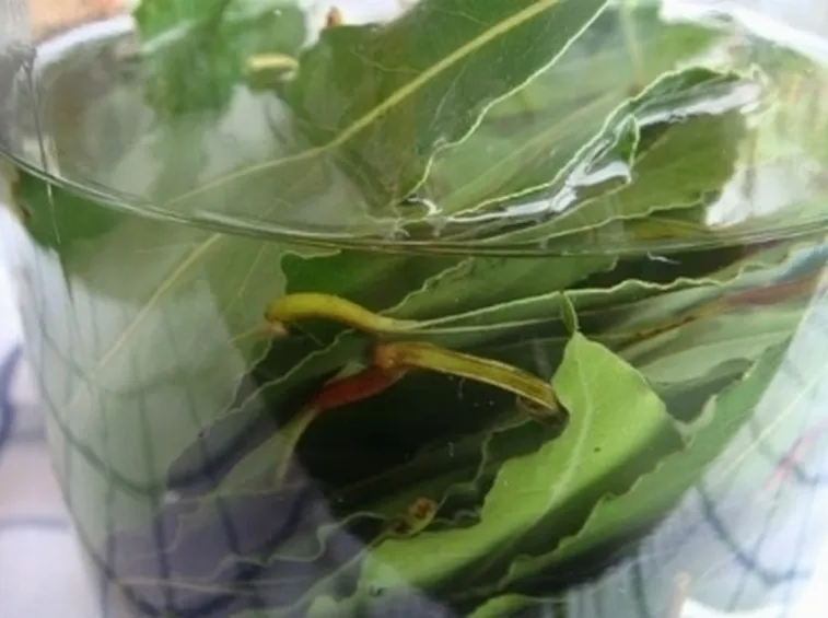infusi