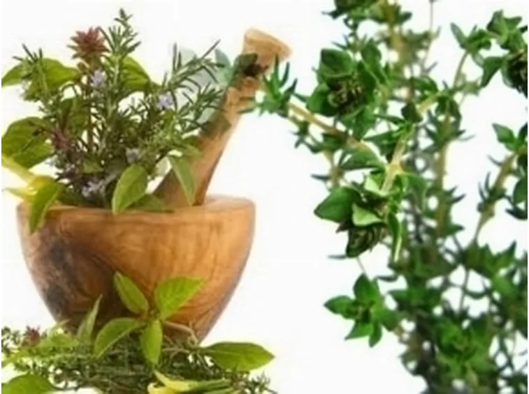erboristeria