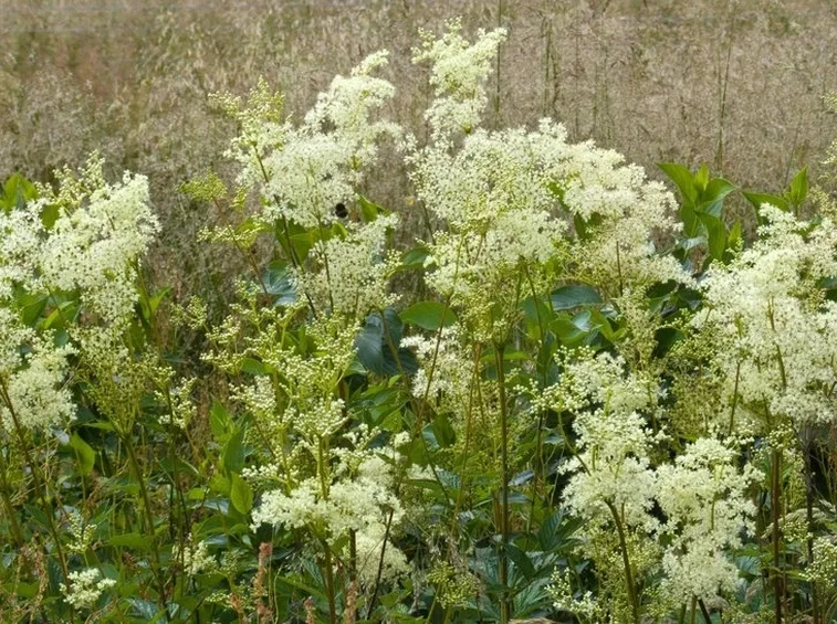 filipendula ulmaria