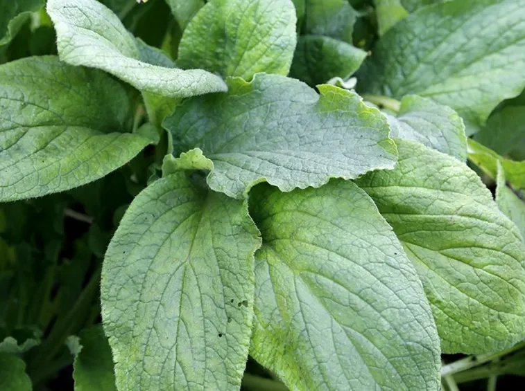 Borragine