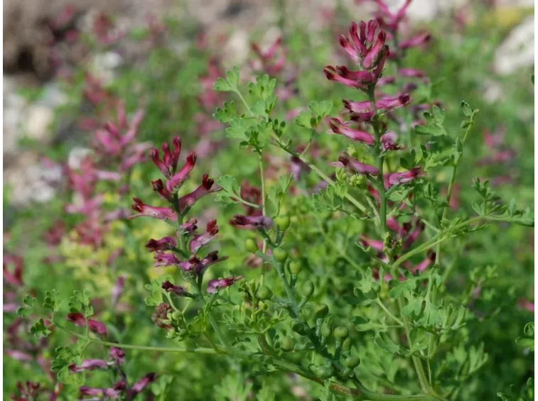 fumaria officinalis
