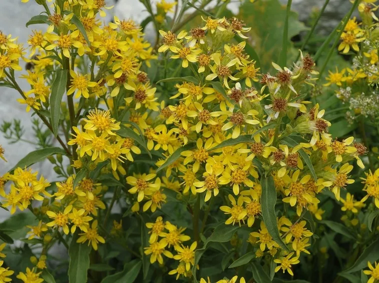 Solidago virgaura