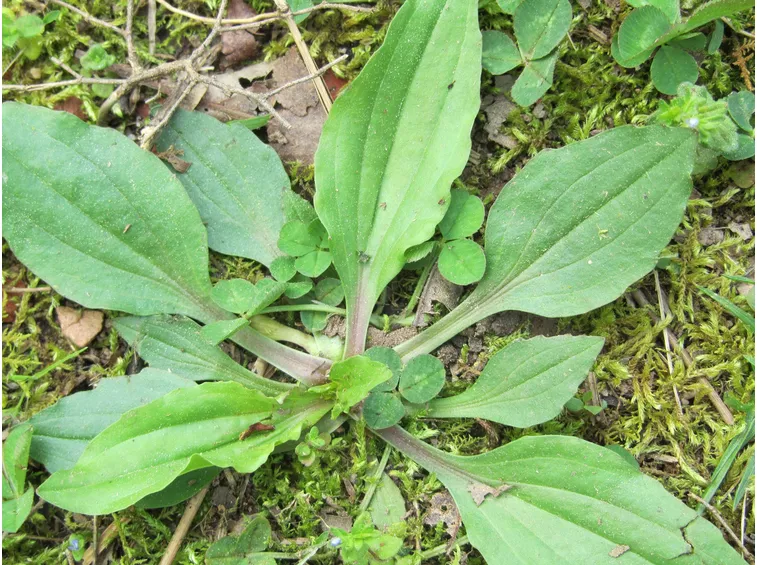 piantaggine