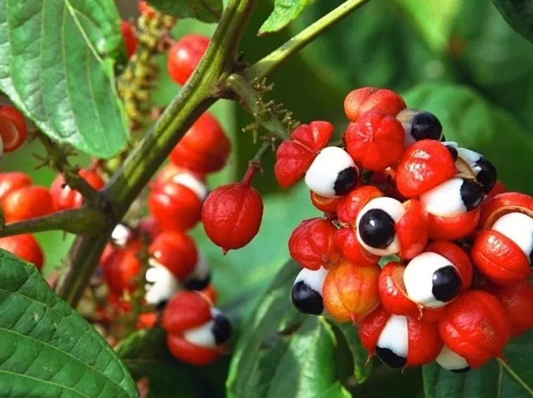 guaranà