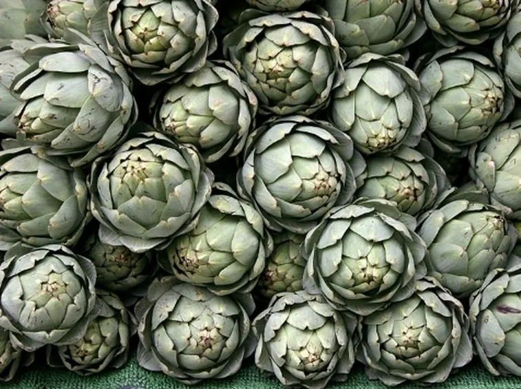 carciofo
