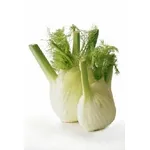 finocchi 
