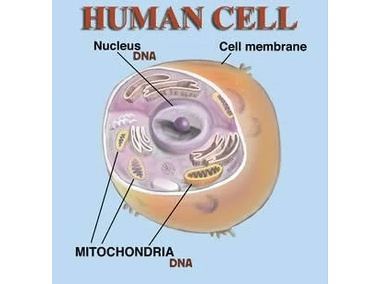 struttura cellula dell'uomo