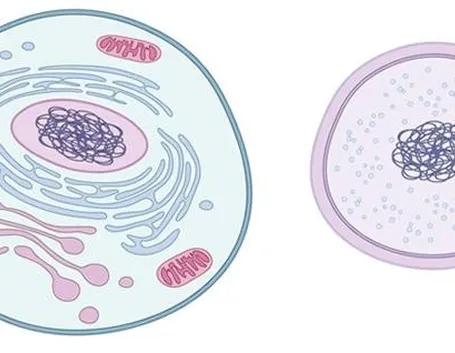 cellula 