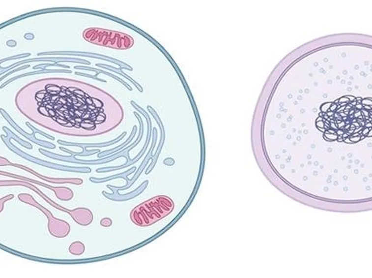 cellula 