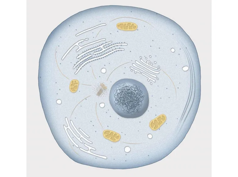 cellula struttura 