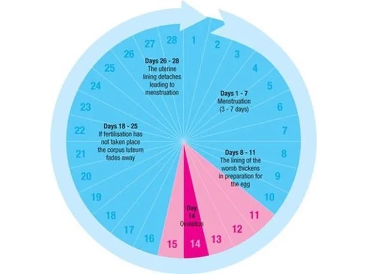 schema ciclo regolare