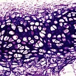 cartilagine elastica 