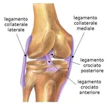ginocchio