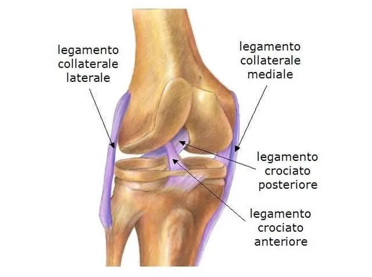 ginocchio