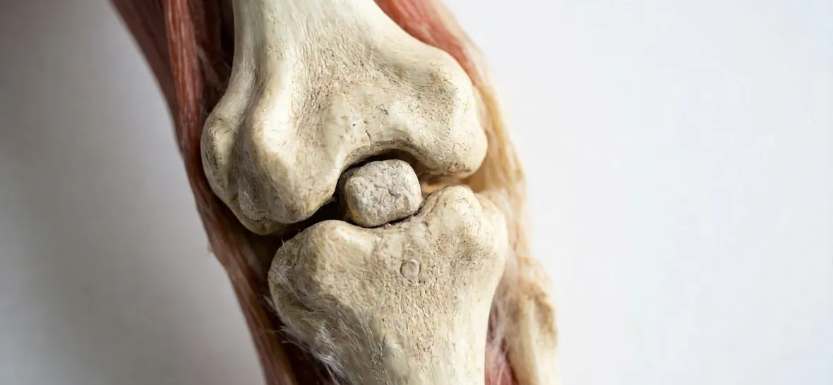 ginocchio articolazione 