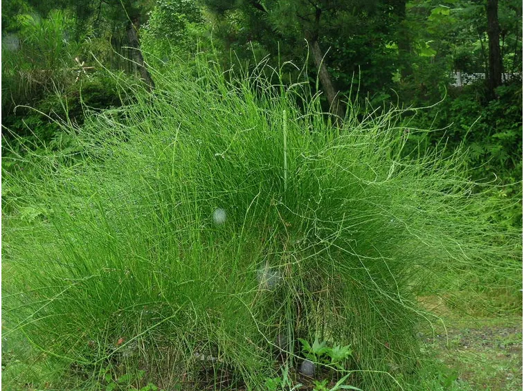 La pianta Ephedra sinica