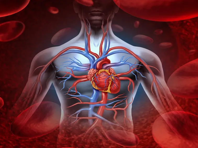 frequenza cardiaca 