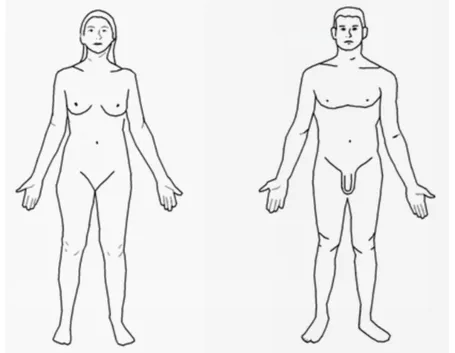 corpo