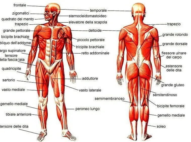 Apparato muscolare