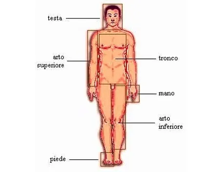 Il corpo umano