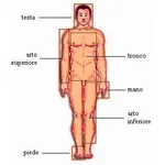 Il corpo umano