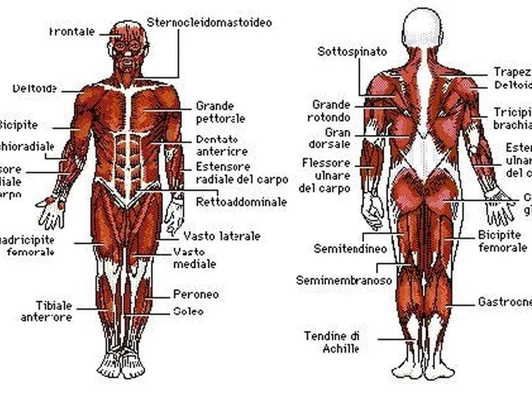Muscoli corpo
