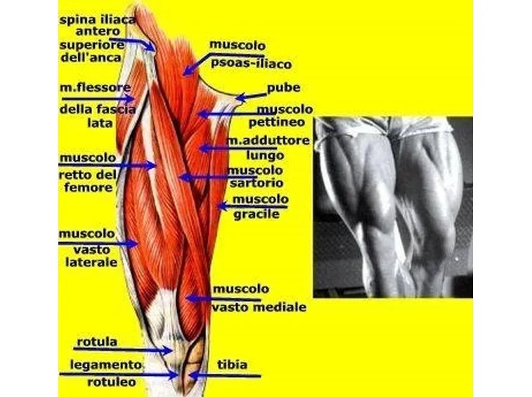 Muscoli coscia