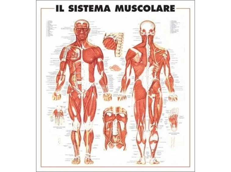Muscoli del corpo