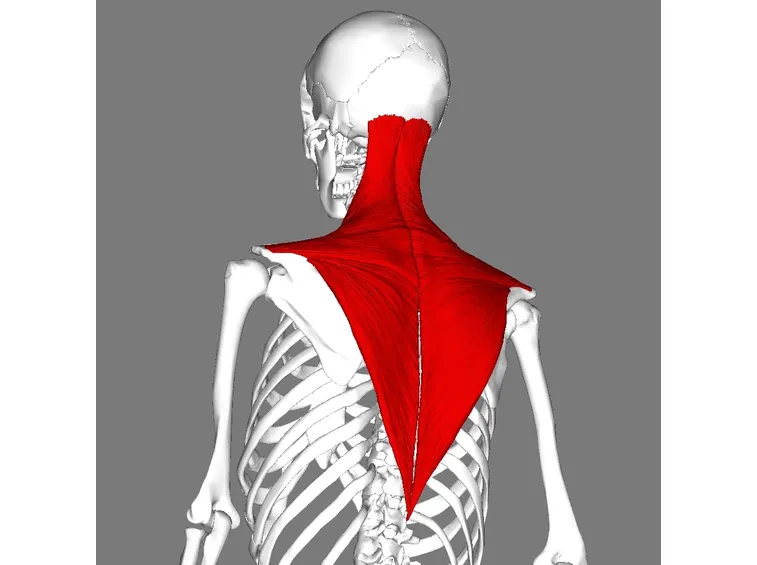 trapezio
