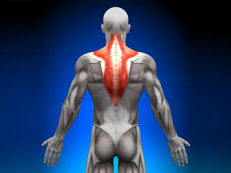 trapezio