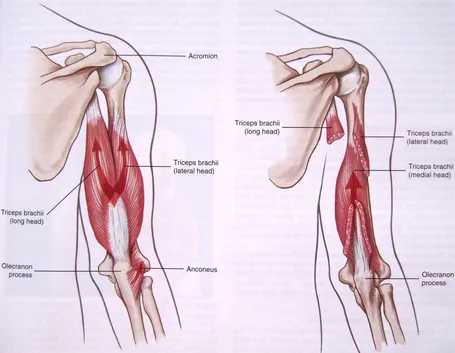 Anatomia del muscolo tricipite