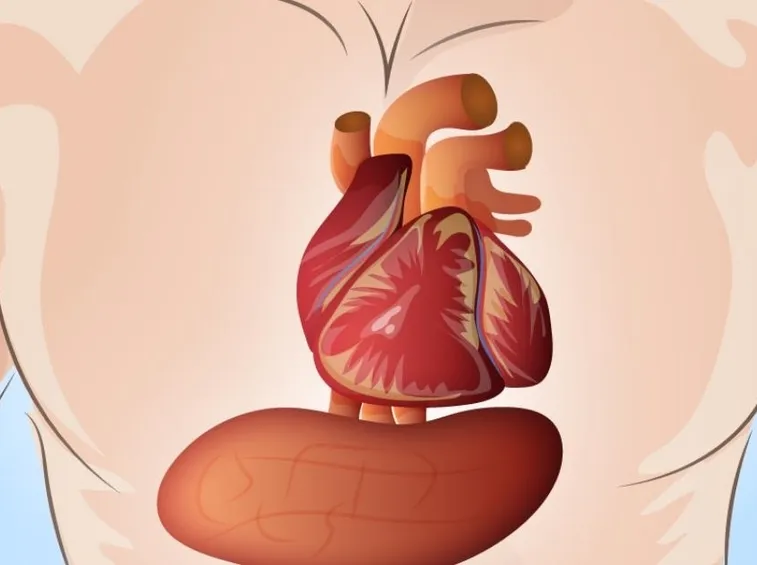 Muscolo cardiaco
