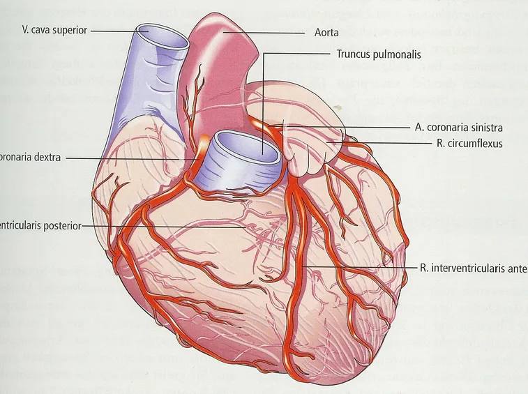 Le arterie coronarie del cuore