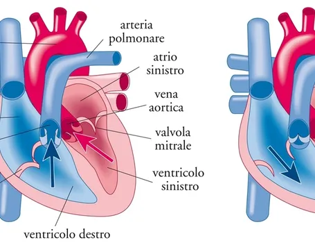 Struttura del cuore