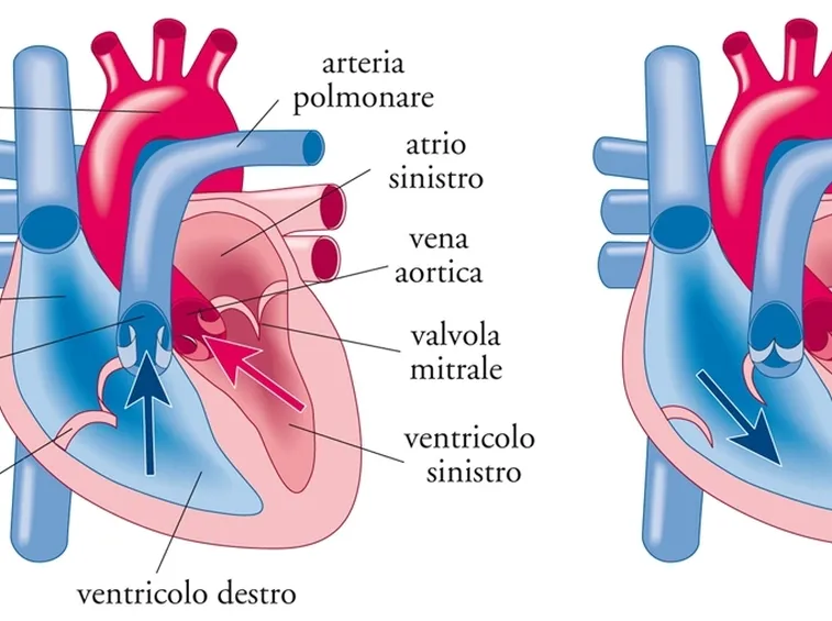 Struttura del cuore