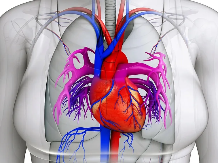 Cuore affetto da prolasso mitralico
