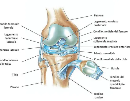 Anatomia del ginocchio normale