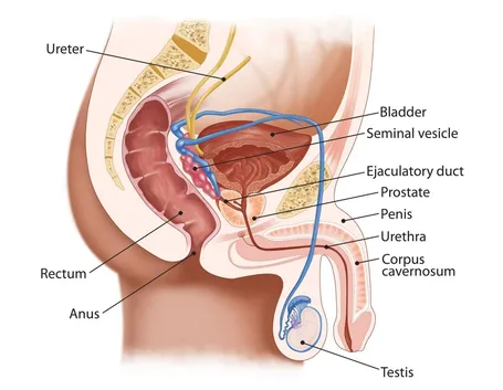 Illustrazione anatomica