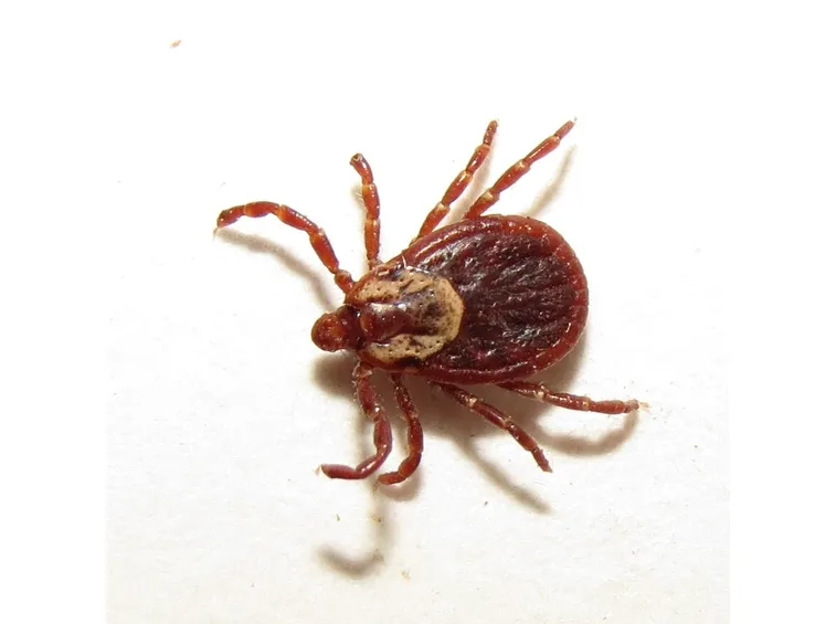 Zecca