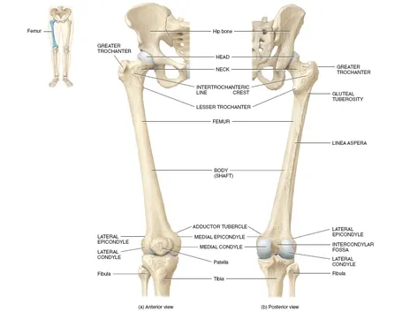 Femore anatomia