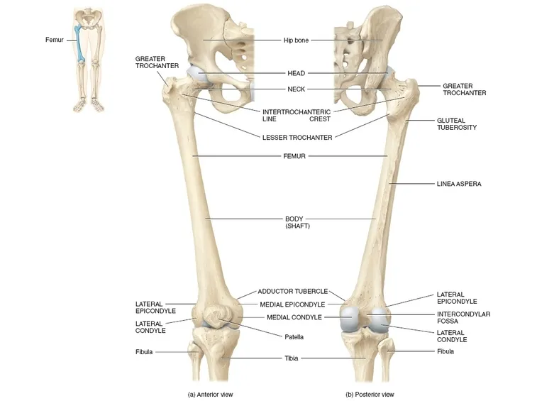 Femore anatomia