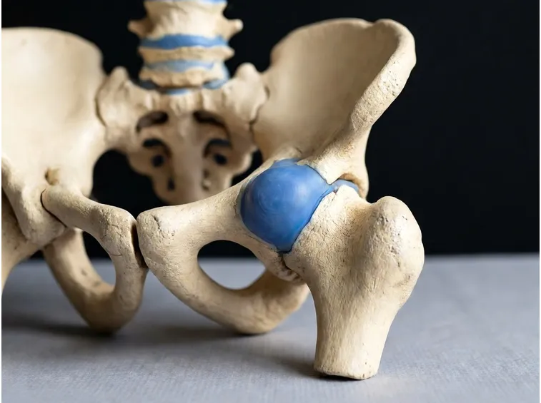 Anatomia dell'articolazione dell'anca