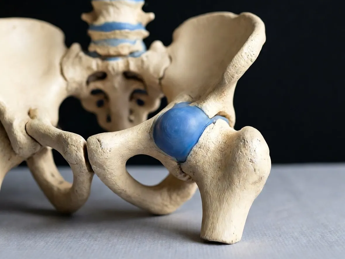 Anatomia dell'articolazione dell'anca
