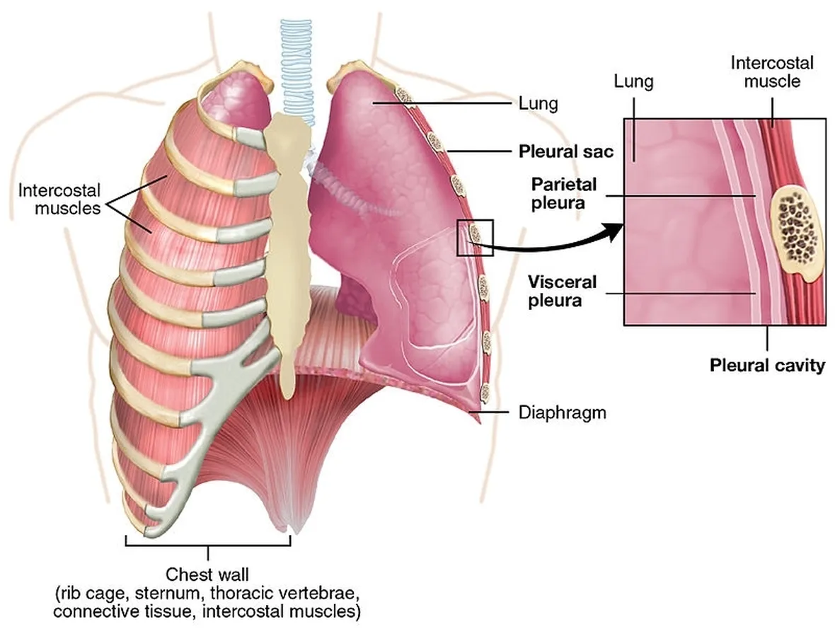 Pleura viscerale e parietale