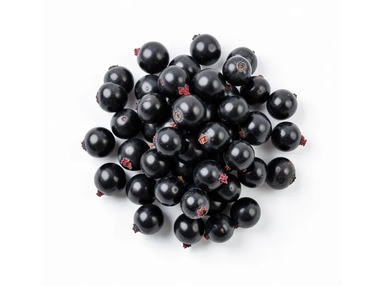 Ribes nero antistaminico naturale