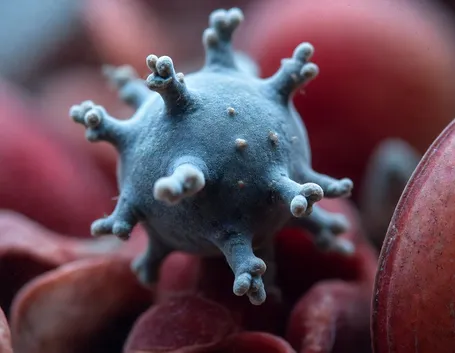 Virus