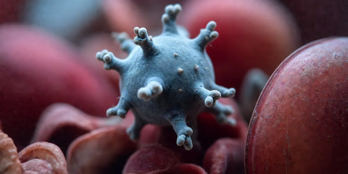 Virus
