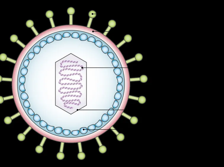 Illustrazione del virus EBV