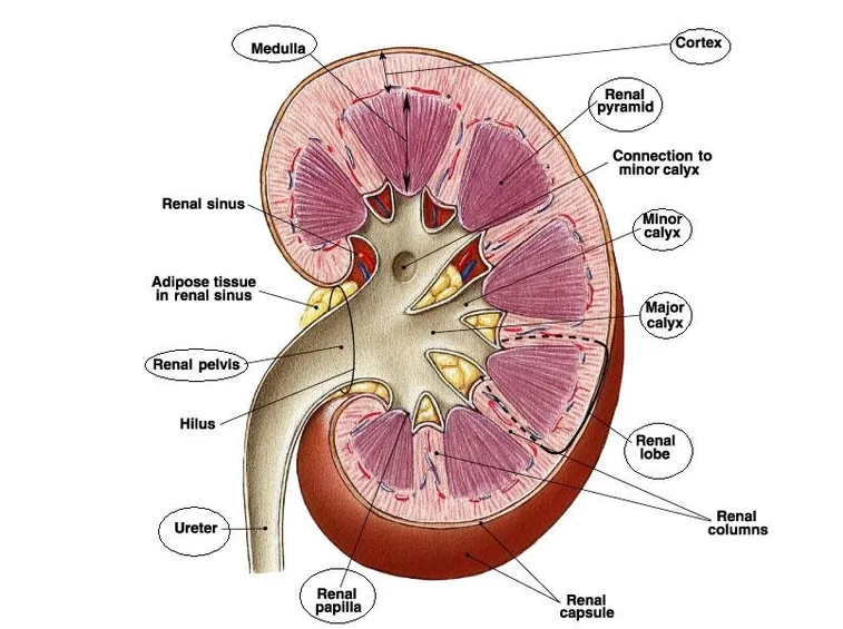 Anatomia in sezione di un rene